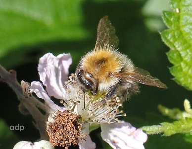 Bombus muscorum, Moss Carder Bee, Alan Prowse